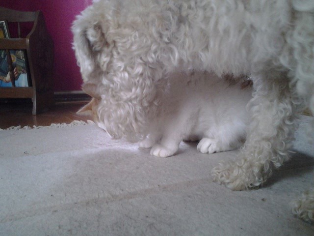 Bamse`s Freund Merlin