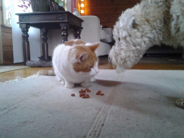 Von wegen wie Hund und Katze!