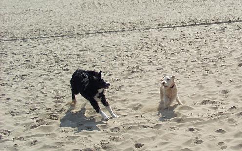 egmond aan zeen 2011 036.jpg