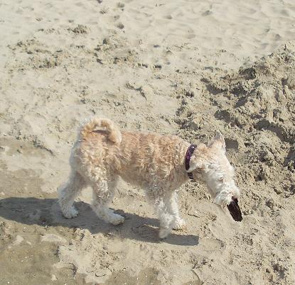 egmond aan zeen 2011 040.jpg