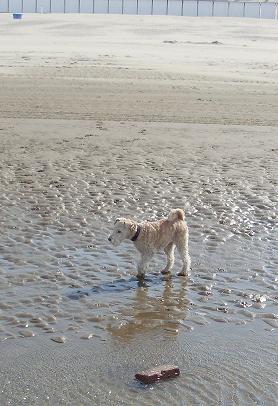 egmond aan zeen 2011 053.jpg