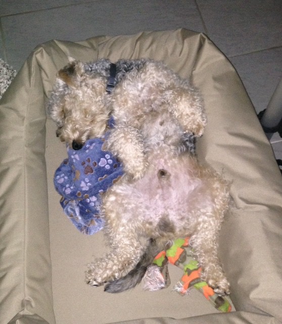 Ob er sich wohlfühlt?