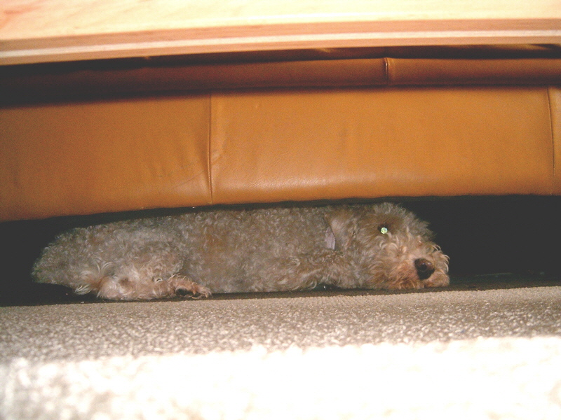 so liegt sie gerne.JPG