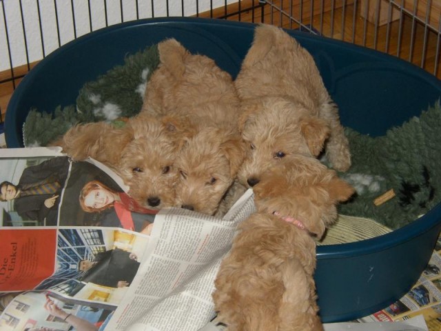 Geschwister - einer fehlt.