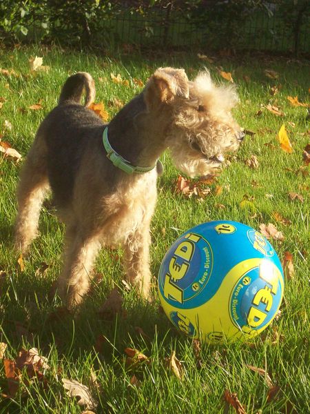 und die schönste Belohnung nach der Arbeit: eine Runde Fußball spielen :-)